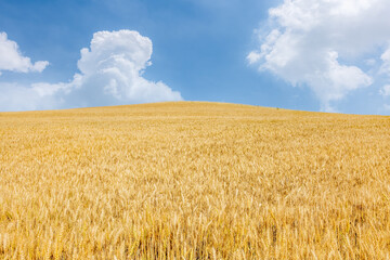 Golden wheat field natural landscape