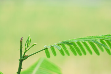 The top of the cha-om plant