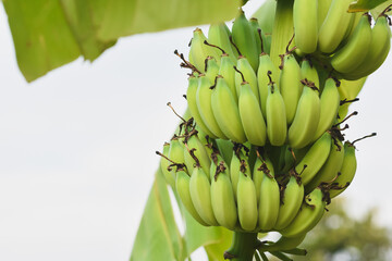 Close-up of a large banana on a banana tree.