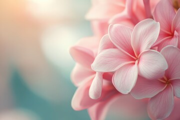 Fototapeta premium close up leaves rose flower with bokeh 