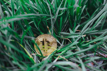 Bitcoin among grass, symbolizing growth