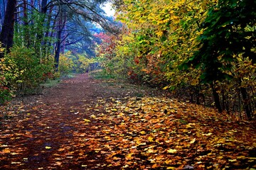 Obraz premium Kolorowa jesień w Polsce. Wybarwione liście drzew i krzewów