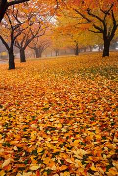 Fog surrounding trees and fallen leaves in autumn in High Park, Toronto, Canada; Toronto, Ontario, Canada