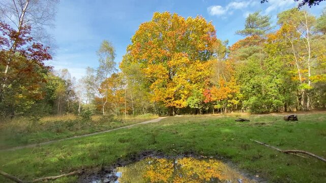 Large oak tree with vivid autumn foliage stands near a puddle reflecting its leaves, with a forest path in the background. Slider movement.