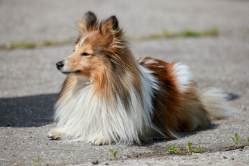 Beautiful fluffy Sheltie dog on the street.