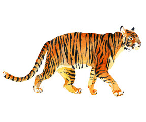 Watercolor walking tiger in profile on a white background. Tiger. Illustration