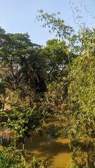 Low angle view of coconut palm trees with green foliage against a clear blue sky