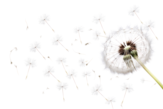 PNG Grown dandelion and dandelion seeds flower plant white.