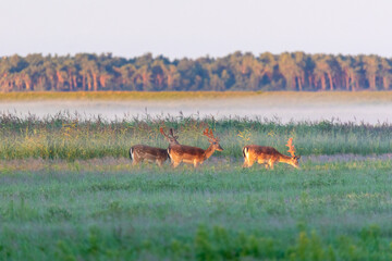 Damhirsche am frühen Morgen auf einer Wiese direkt vor Zingst.