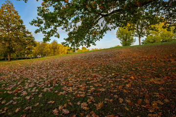 London - 10 15 2022: Carpet of autumn leaves in Roundwood Park