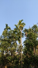 Low angle view of coconut palm trees with green foliage against a clear blue sky