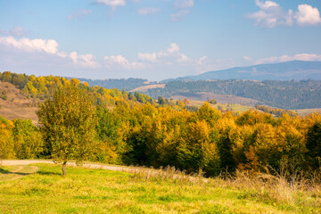 forest in colorful foliage. beautiful view. mountainous countryside landscape of ukraine on a sunny afternoon in autumn. fall season in carpathian mountains. scenic valley of rural scenery