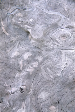 Close-up of the natural patterns of driftwood