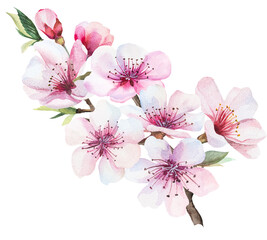 Sakura wedding watercolor twig with pink cherry flowers and leaves isolated illustration