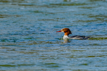 Ein Haubentaucher schwimmt in der Isar