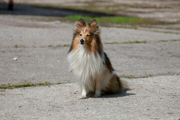 Beautiful fluffy Sheltie dog on the street.