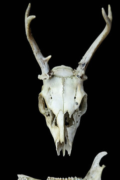 Mule Deer skull on a black background; Studio