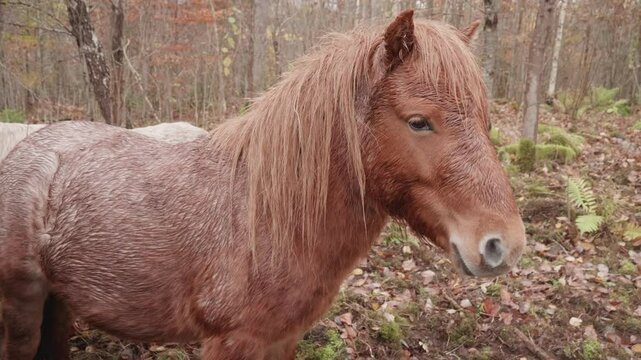 Majestic wild horses in forested clearings