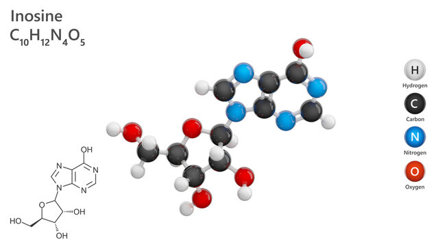 Molecule: Inosine. Nucleoside. Molecular structure. Formula: C10H12N4O5. Chemical model: Ball and stick. White background. 3D illustration.