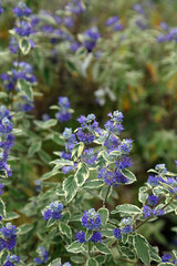 Macro image of Bluebeard flowers and leaves, Lincolnshire England
