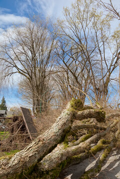 Uprooted tree after a windstorm, fallen and blocking a street; Vancouver, British Columbia, Canada