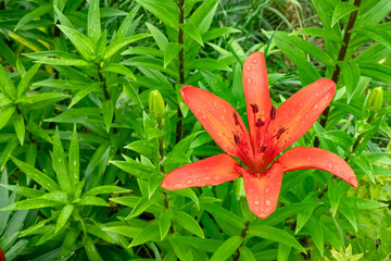 Blooming red lily with dew drops close-up, top view. Large flower with pistil and stamens