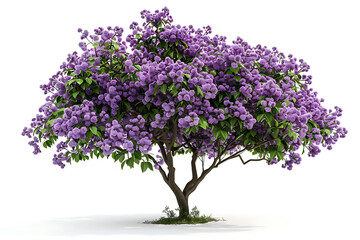 Fototapeta premium A colorful jacaranda tree adorned with clusters of vivid purple flowers isolated on a white background, Flowers tree images tree plant images decorated flowe isolated on transparent.