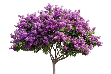 Fototapeta premium A colorful jacaranda tree adorned with clusters of vivid purple flowers isolated on a white background, Flowers tree images tree plant images decorated flowe isolated on transparent.
