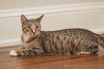 Expressive Tabby Cat with White nose Stripe