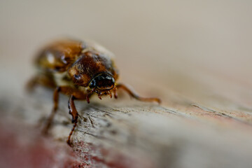 Ein Junikäfer auf einem Holzbrett