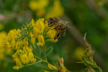 Eine Biene saugt Nektar an einer Blüte © Joachim