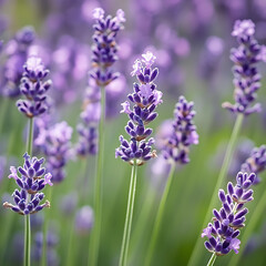 Obraz premium Lavender flower