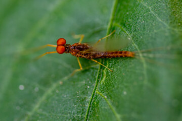 Eine Eintagsfliege