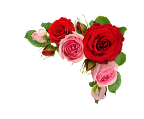 Red and pink rose flowers with green leaves in a corner arrangement isolated on white or transparent background