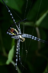 Close-Up of Colorful Spider on Web in Dark Forest