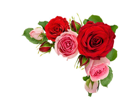Red and pink rose flowers with green leaves in a corner arrangement isolated on white or transparent background