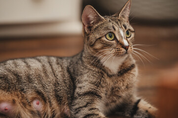 Expressive Tabby Cat with White nose Stripe