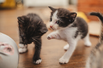 Playful four week old kittens from the animal shelter © Rikki Fletcher