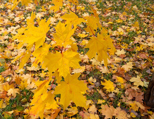 Young maple tree in autumn colors park