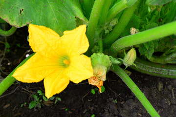 a yellow flower with a green stem of the zucchini plant macro 