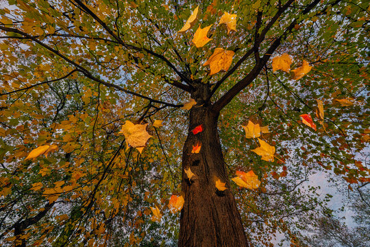 Low angle view of maple leaves falling from a tree with blue sky background in Central Park; New York, United States of America