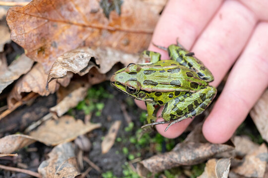 Close-up of a Leopard Frog (Lithobates) sitting on a woman's hand close to the ground at Windstone Farm in Beckwith, Ottawa Valley; Ontario, Canada