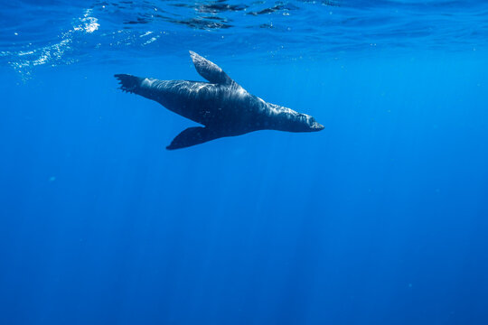 Female Sea Lion in Baja California Sur Mexico