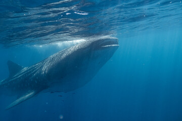 Large Whale Shark in Baja California Sur Mexico