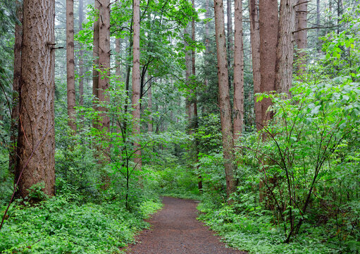 Forest walk through a watershed forest with needed mist and rain, Delta; British Columbia, Canada