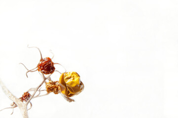 Tomatoes, dehydrated wrinkled dried fruit on the branch, yellow, brown and red colors.