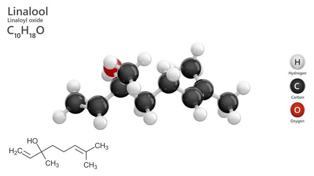 Linalool. Terpene alcohol. Animated 3D model of a molecule. Molecular formula: C10H18O. Chemical model: Ball and stick. White background. 3D rendering. Seamless loop.