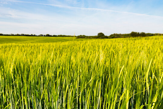 Close-up of barley crop (Hordeum distichum) during the summer growing months on the Canadian prairies; Namao, Alberta, Canada