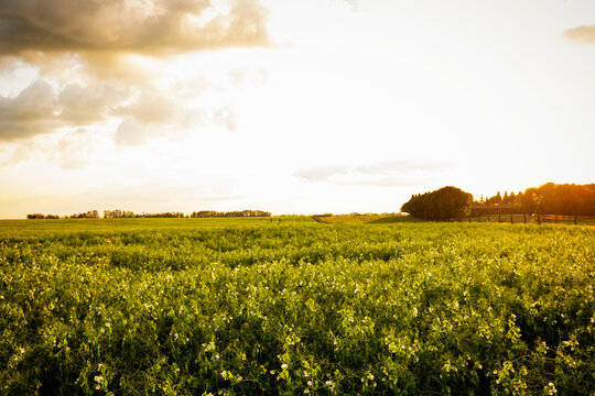Sunset light over field peas (Pisum sativum) flowering during the growing season; Alberta, Canada