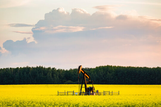View of a pumpjack in a Canola crop (Brassica napus) which is in full bloom in late afternoon; Alberta, Canada
